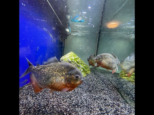 Acquario completo usato - acquario,